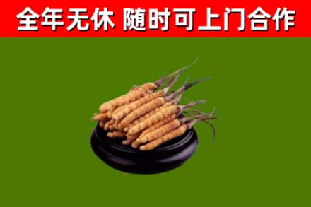 甘谷县回收冬虫夏草