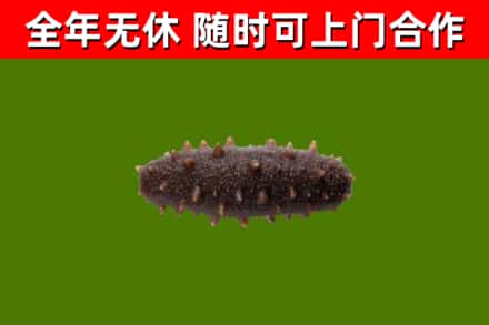 甘谷县回收海参干